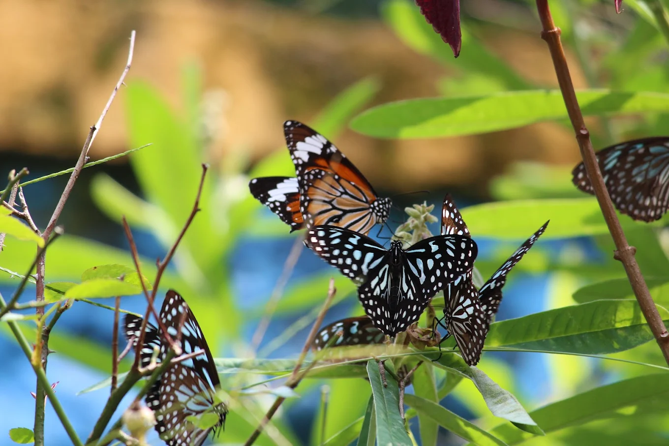 Thumboormuzhi Butterfly Park